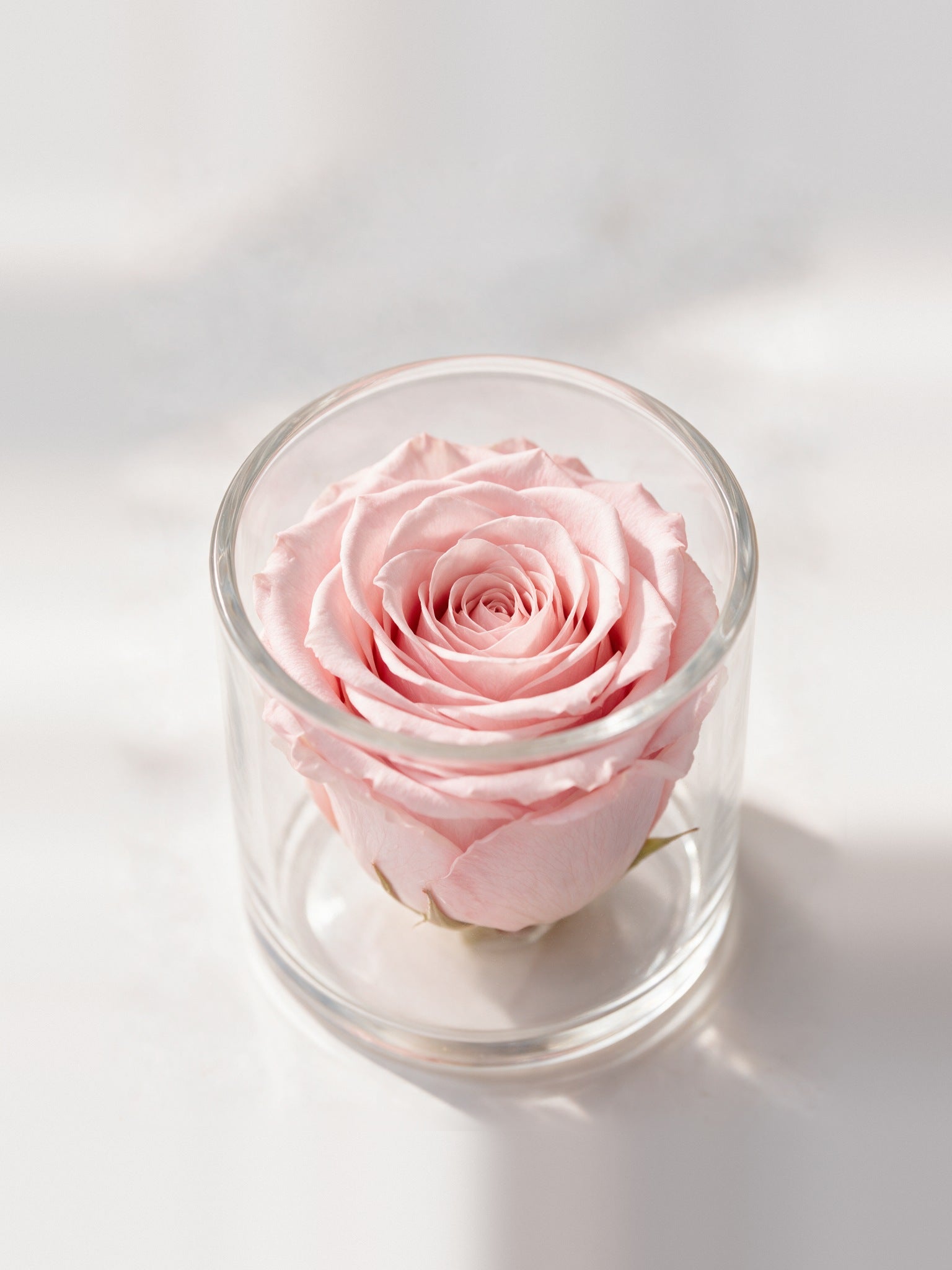 Pink roses, 1 Rose Clara by Prairies & Petals
