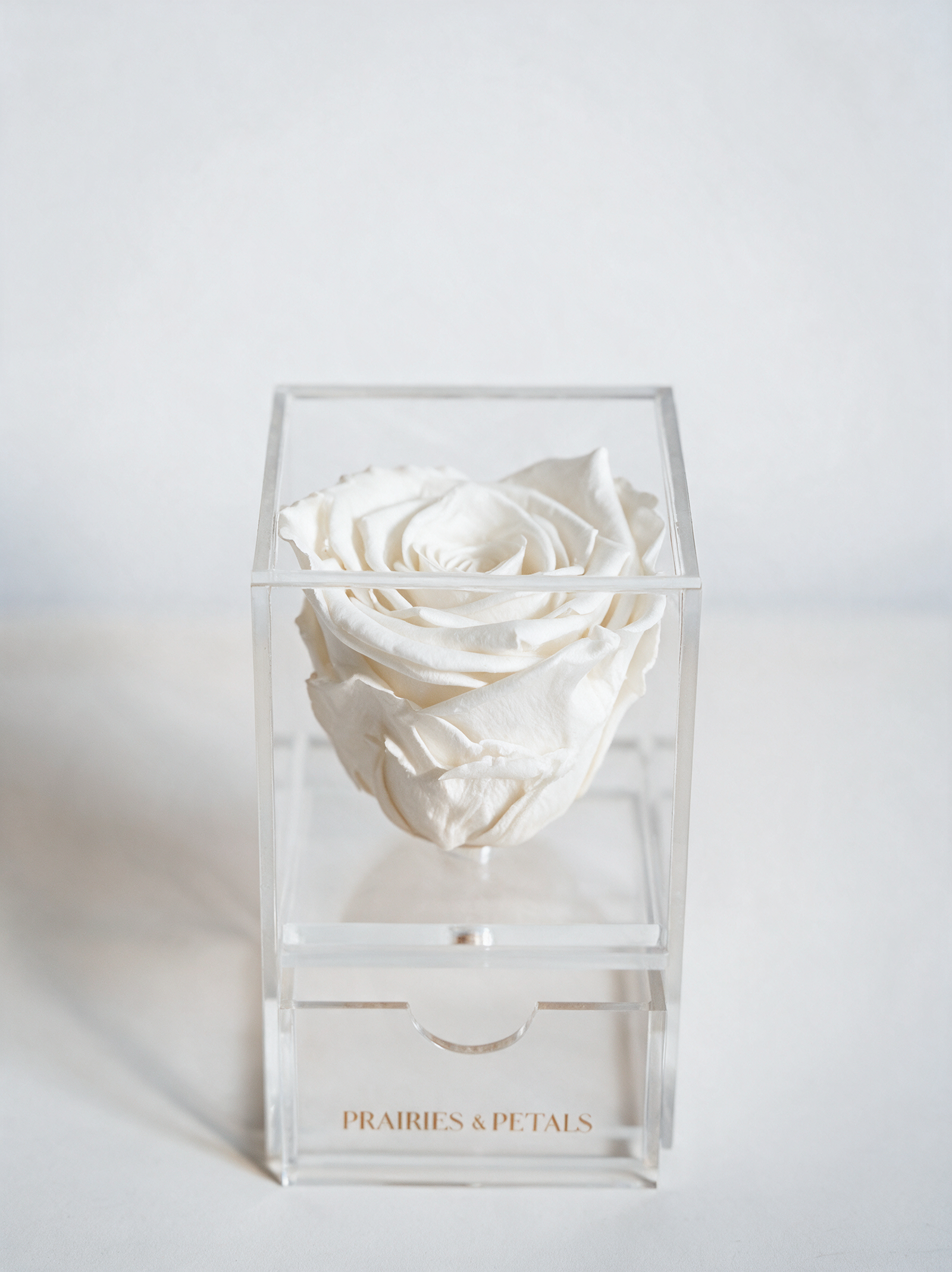 White roses, 1 Rose Clara with a Drawer by Prairies & Petals