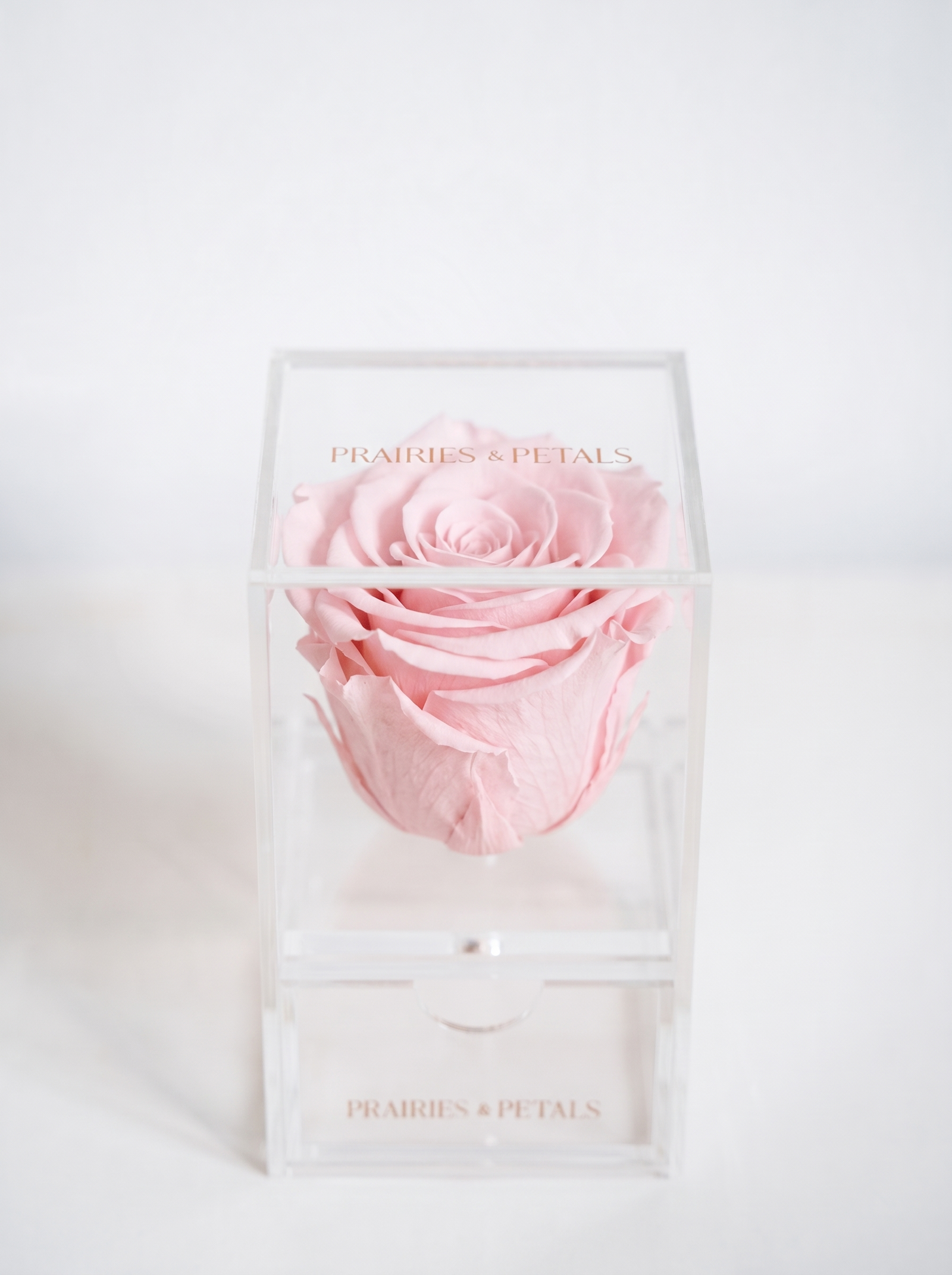Pink roses, 1 Rose Clara with a Drawer by Prairies & Petals